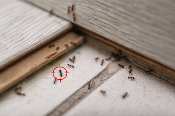 Best Commercial Pest Control Services  in Mcclure, PA